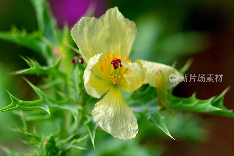 墨西哥凤尾草/墨西哥多刺罂粟:艳丽的黄色花朵